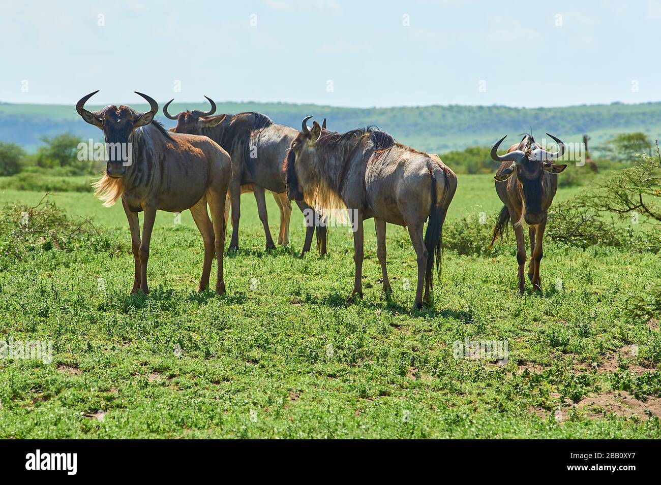 Wildebeest on the Eastern migration route passing through the lush Sanyan plains, Norther Tanzania Stock Photo