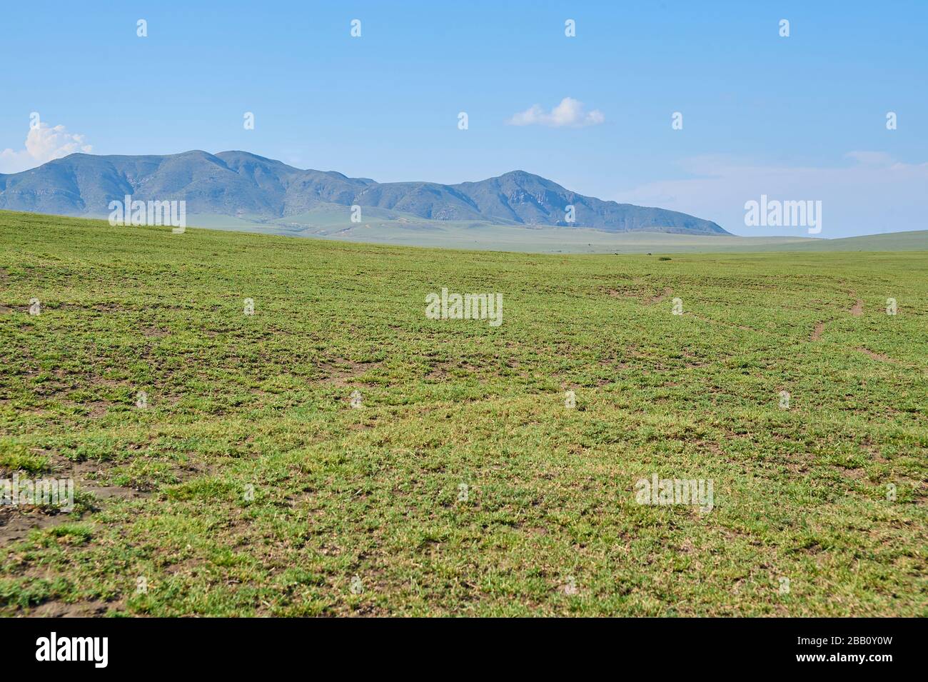 The lush Oldupai plains after the rains Stock Photo