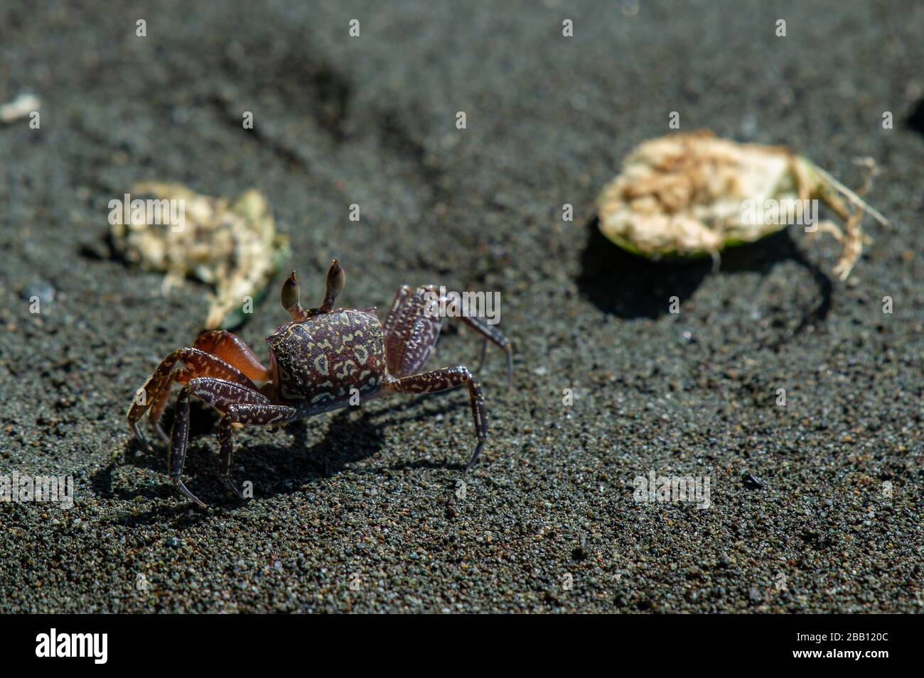Ghost Crab, Ocypode gaudichaudii, Ocypodidae, Carate beach, Corcovado National Park, Osa Peninsula, Costa Rica, Centroamerica Stock Photo