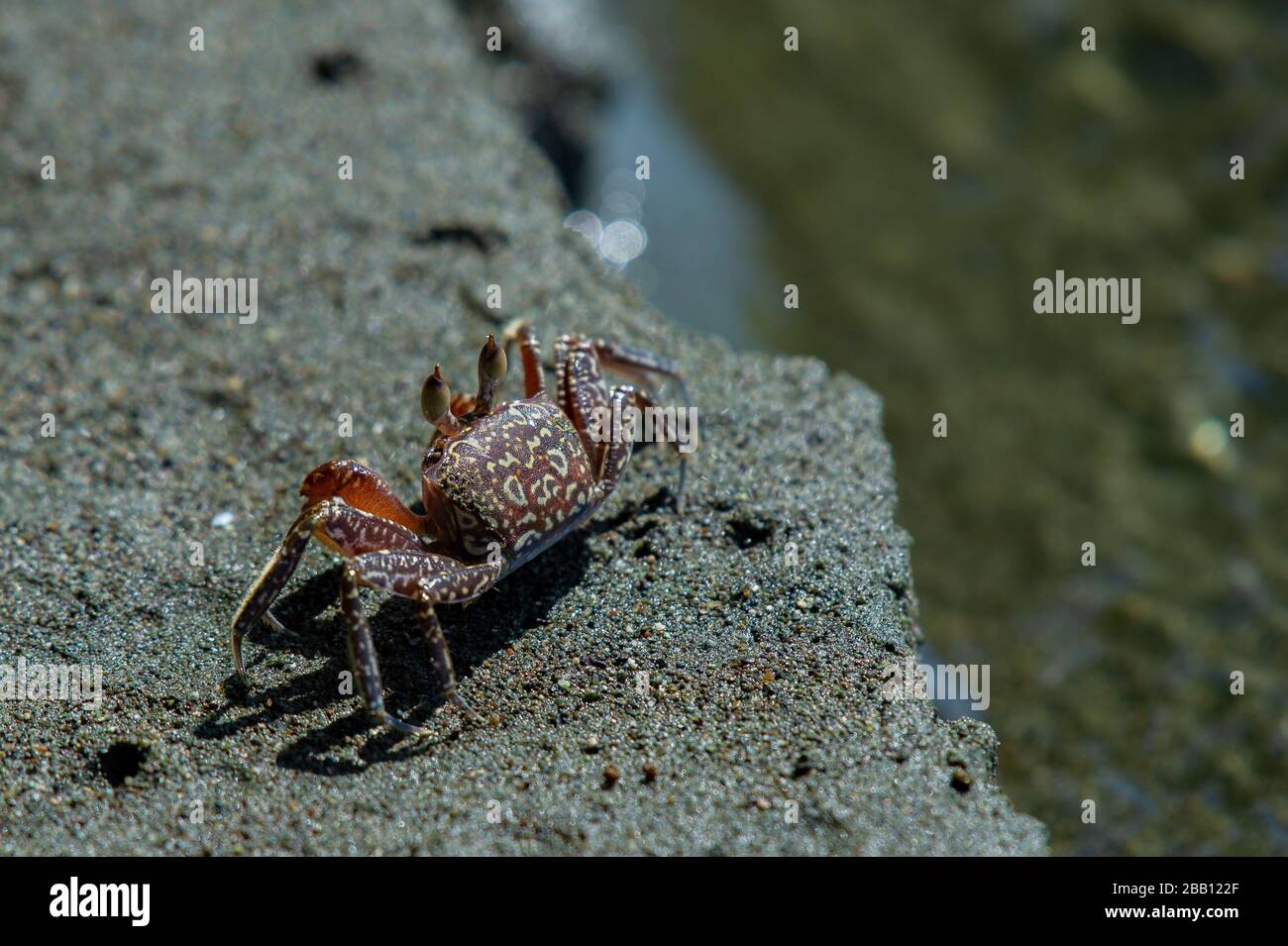 Ghost Crab, Ocypode gaudichaudii, Ocypodidae, Carate beach, Corcovado National Park, Osa Peninsula, Costa Rica, Centroamerica Stock Photo
