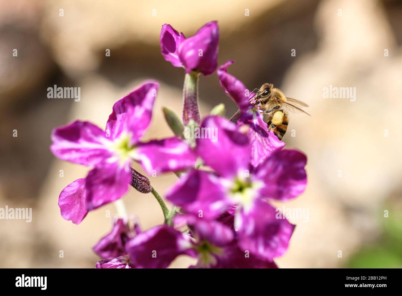 Closeup Spring Honey bee collect pollen over violet flower,pollination ecosystem Stock Photo