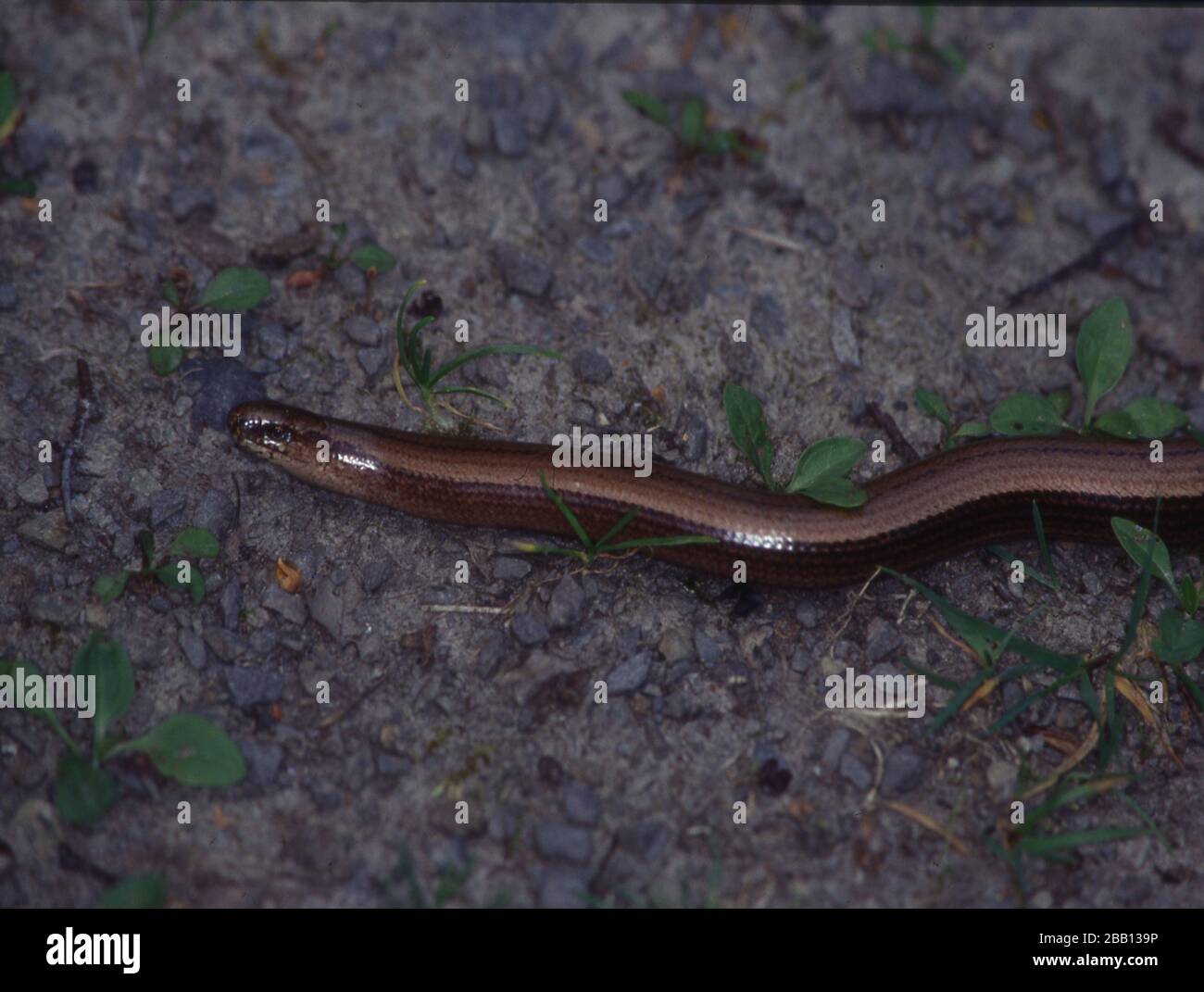 Slow worm creeps in the grass Stock Photo