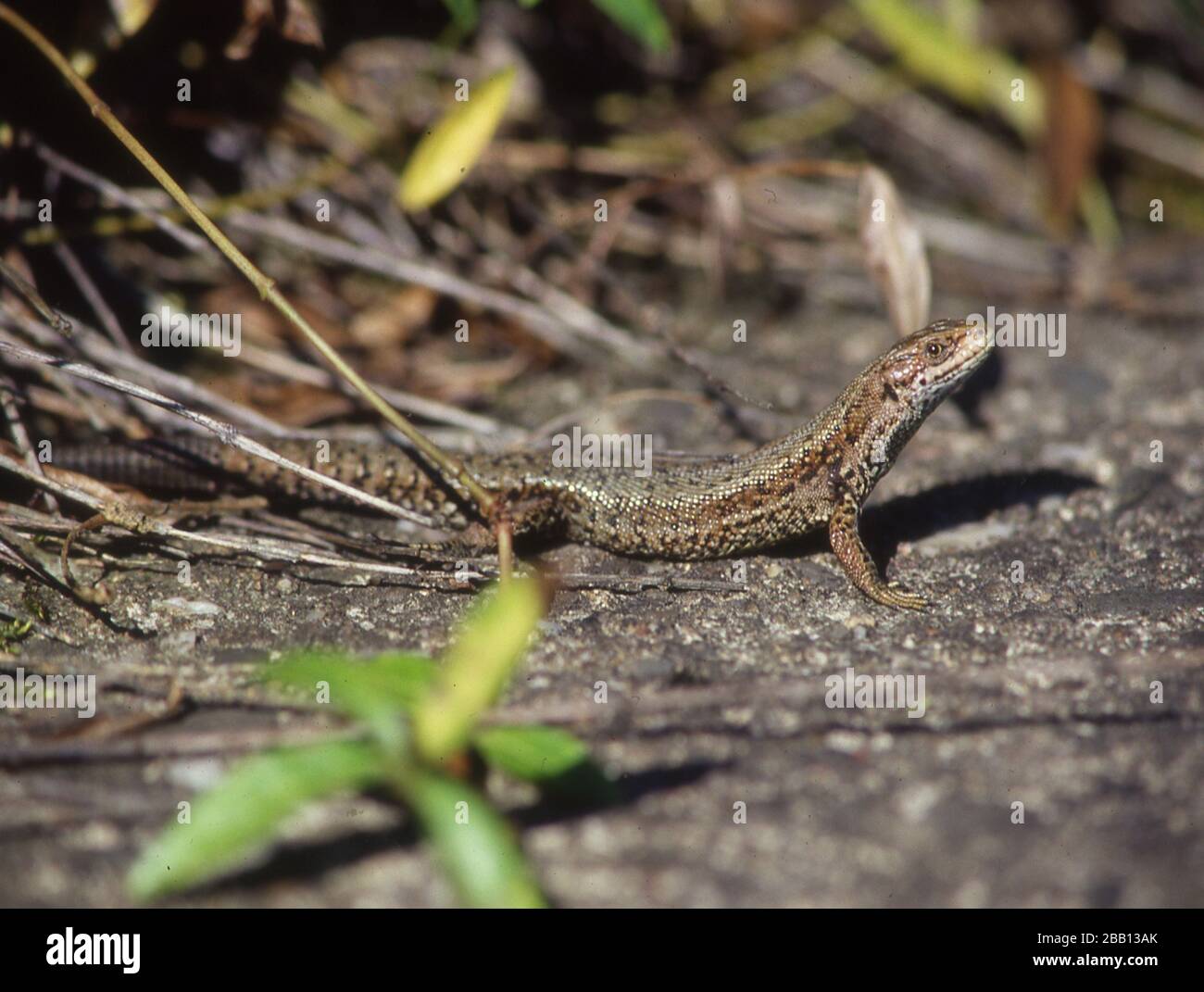 Lizard basks in the grass Stock Photo