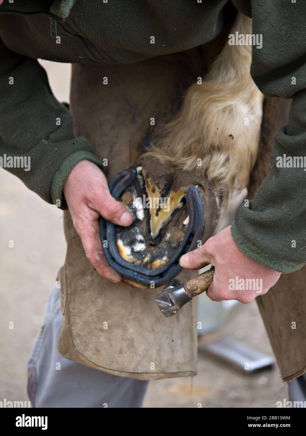 A close up of a farrier putting a shoe on the hind hoof of a horse