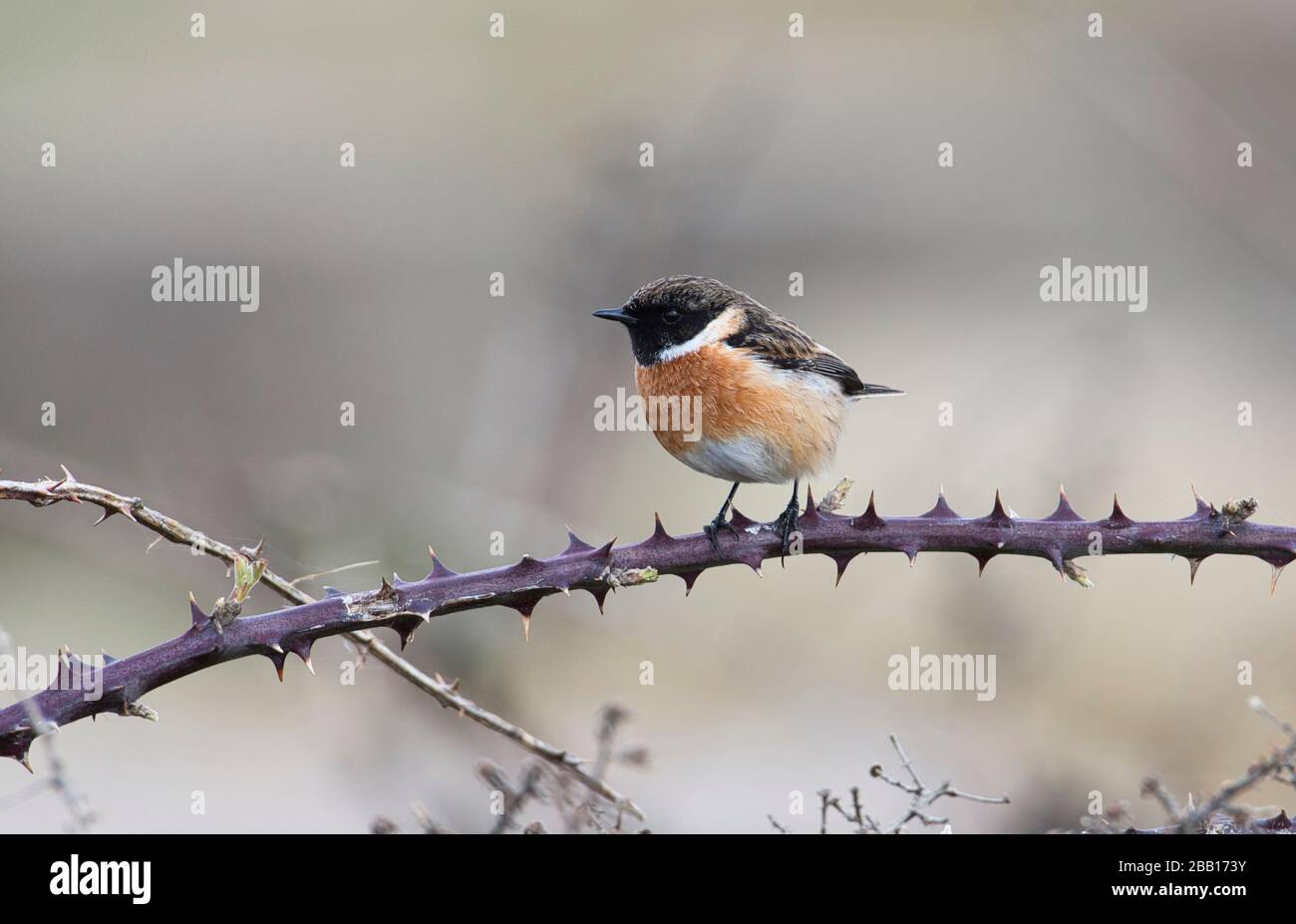 Male stonechat (Saxicola torquatus) perched on a bramble in early spring Stock Photo