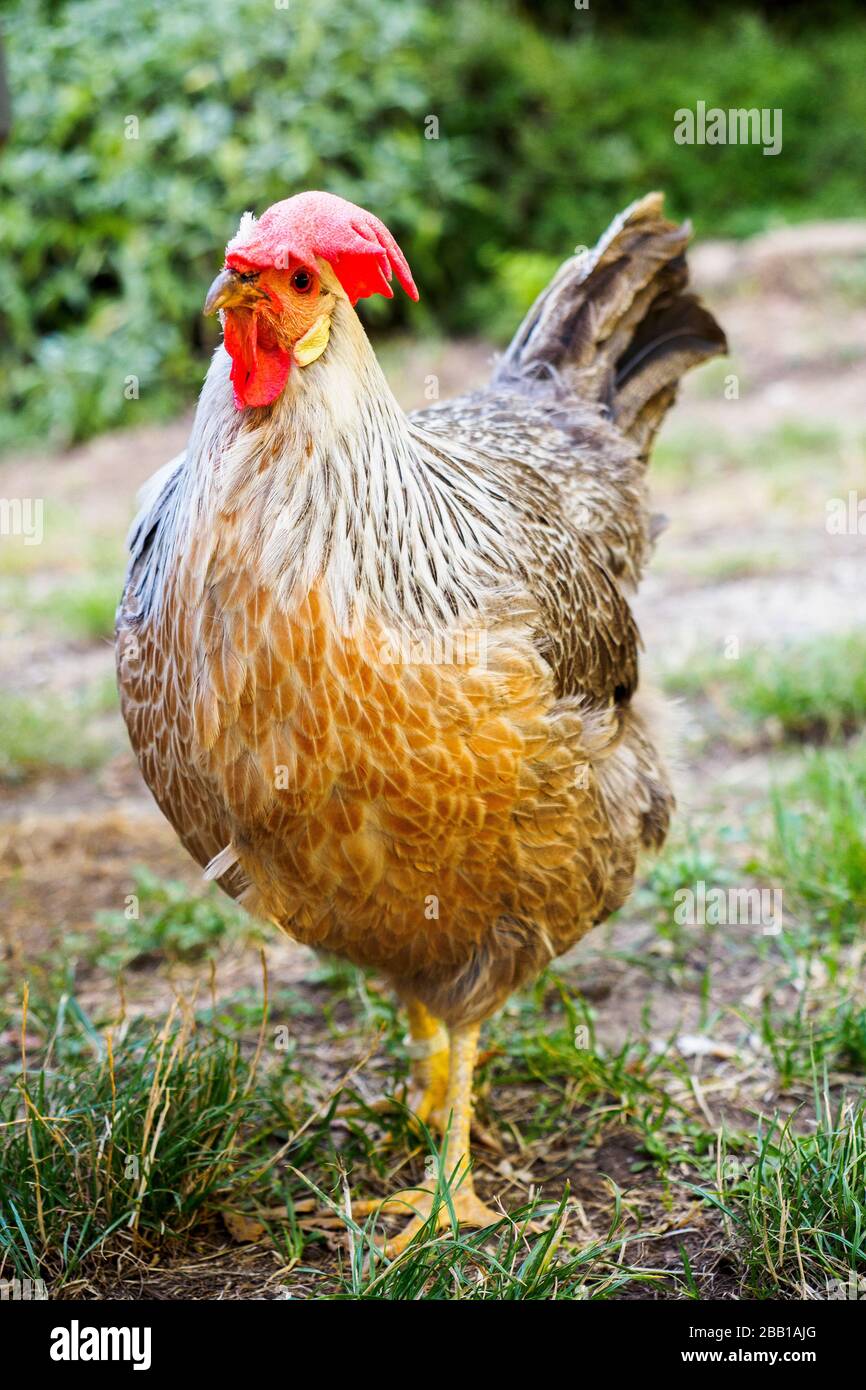 Silver Leghorn chicken (in Italian Livorno or Livornese) is a breed of chicken originating in Tuscany, in central Italy Stock Photo