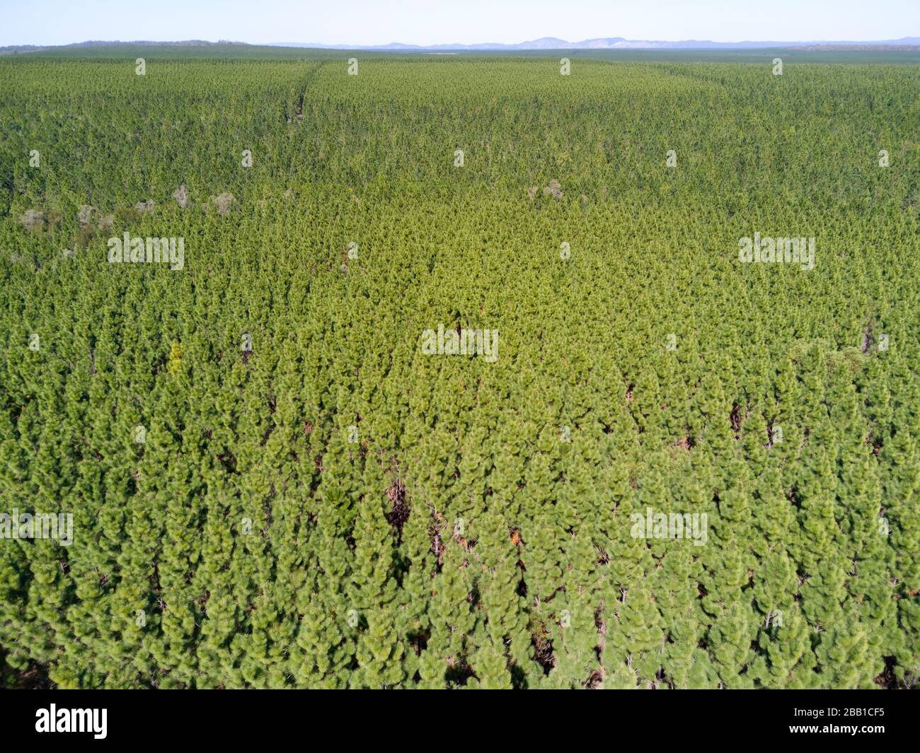 Aerial of extensive Pinus Radiata plantations found around the