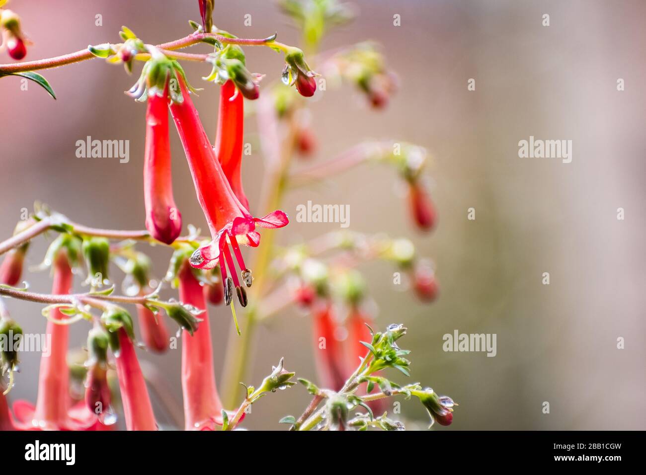 Close up of Cape fuchsia (Phygelius capensis) flowers Stock Photo