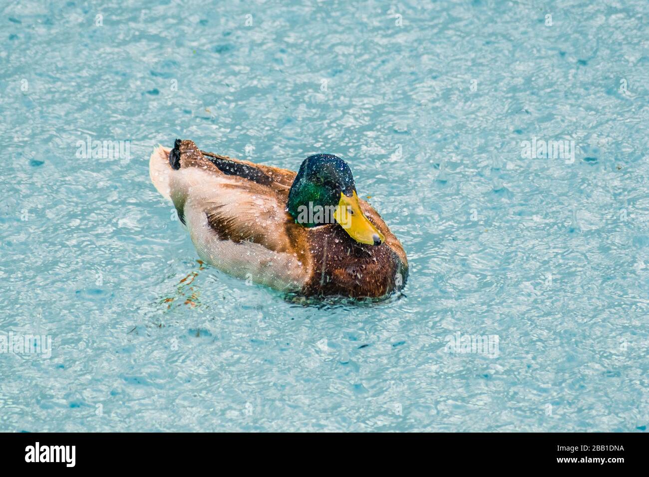 Male Mallard duck (Anas platyrhynchos) swimming in a pool during a storm with torrential rain; Stock Photo