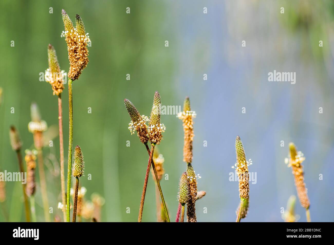 Close up of English Plantain (Plantago lanceolata) blooming on a meadow, San Francisco bay area, California Stock Photo