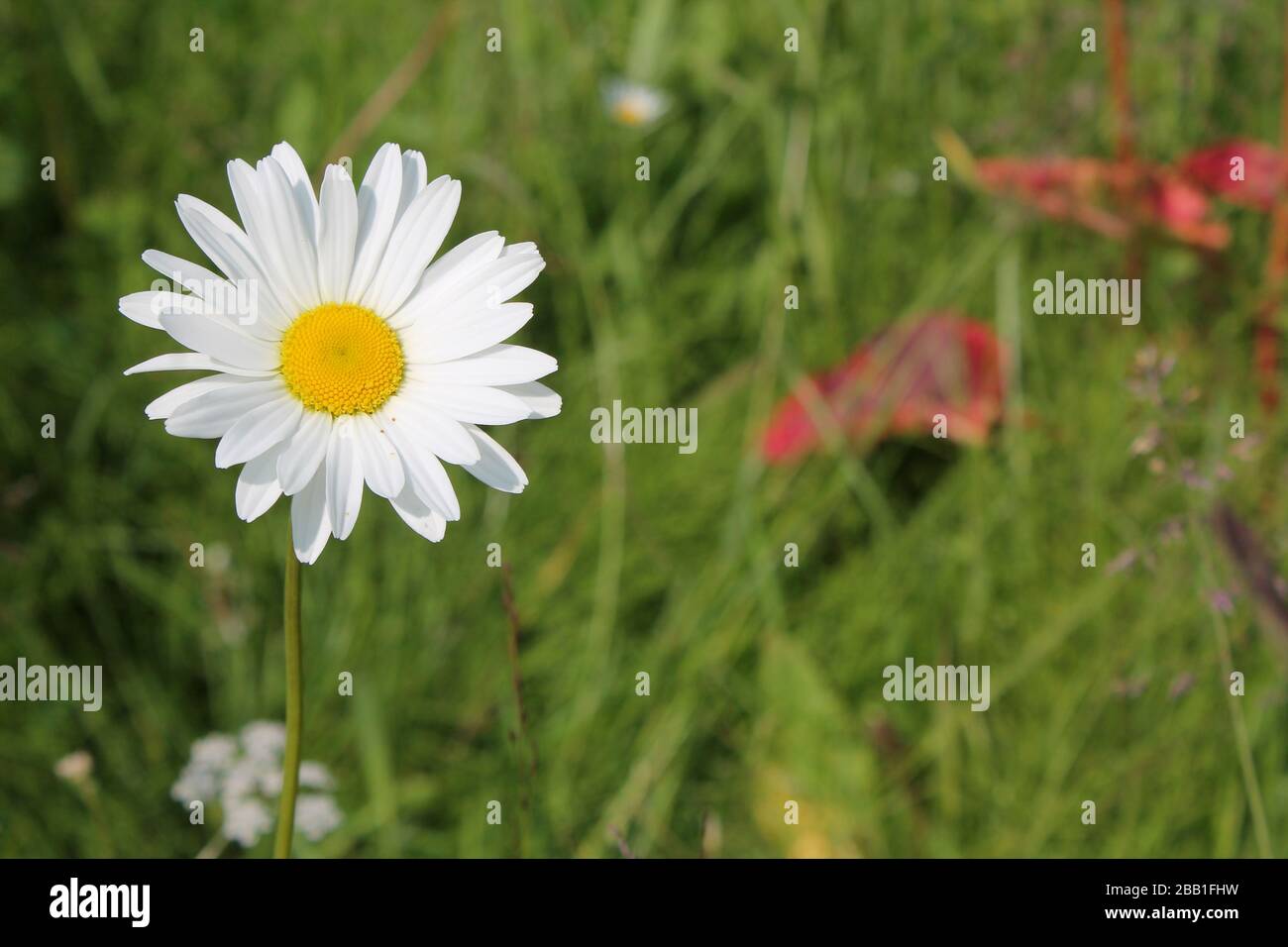 Picture of oxeye daisy herb. Herbal medicine, tea and infusion, natural