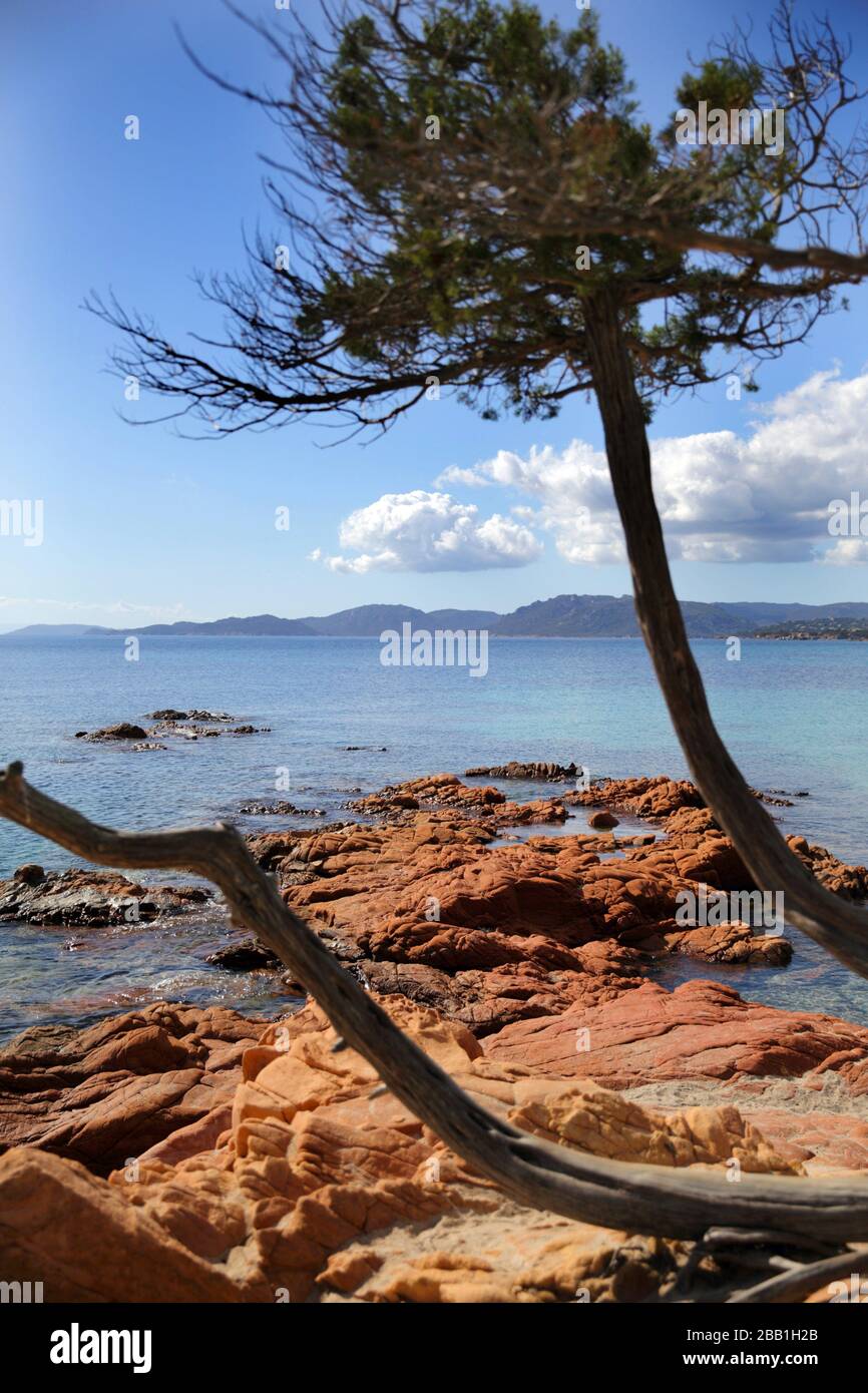 Old pine tree with red rocks at the bay of Palombaggia, Corsica, France, Europe. Stock Photo