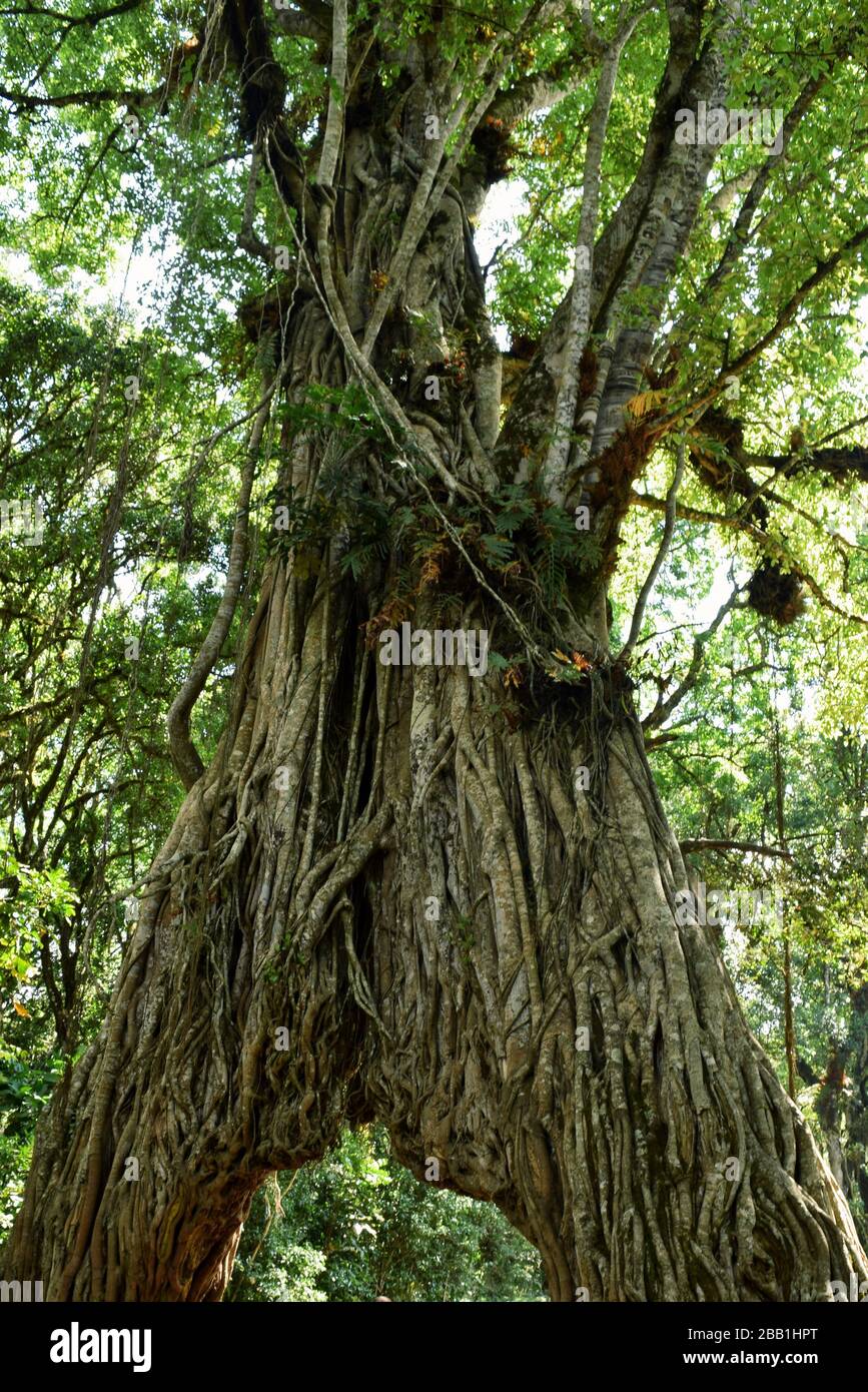 A big fig tree in the forest, Arusha National PARK, tanzania Stock Photo