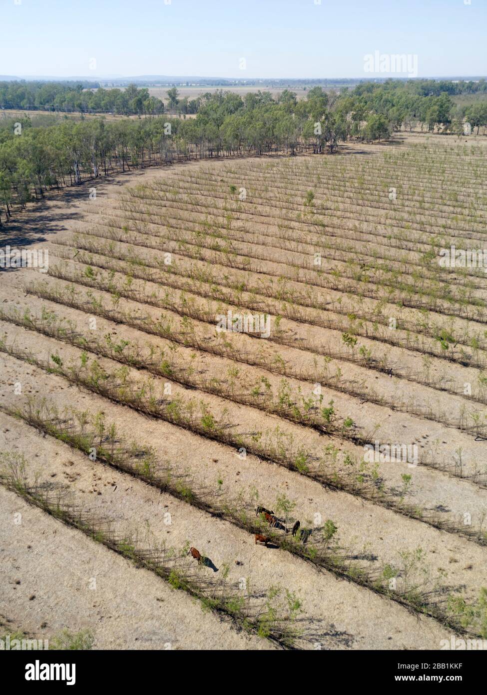 Goovigen Aerial of paddock with vertical hedging feeding of cattle near Goovigen ...