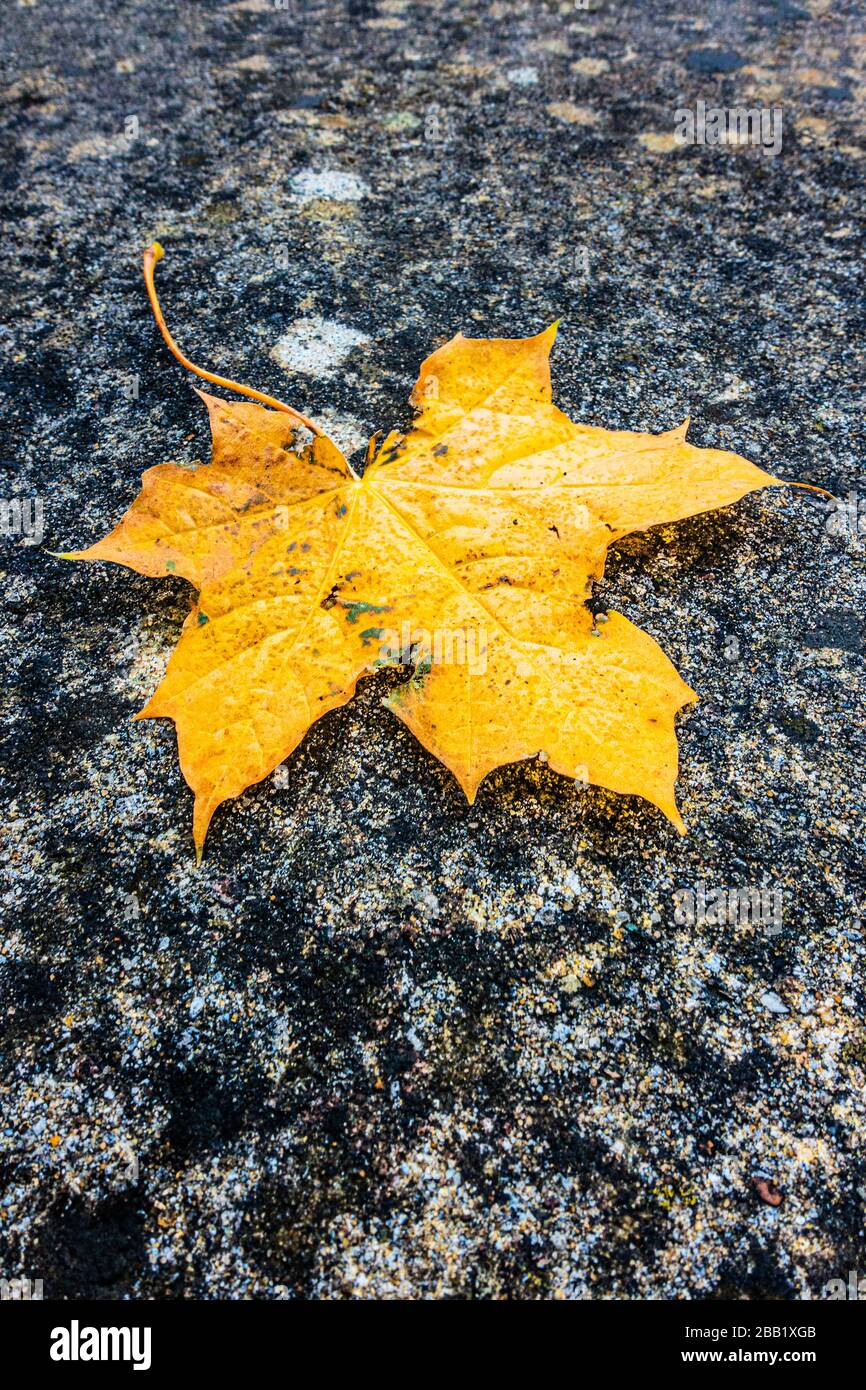 Yellow autumn maple leaf lying on a stone surface Stock Photo - Alamy