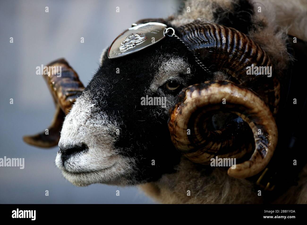 The Derby County regimental mascot Stock Photo