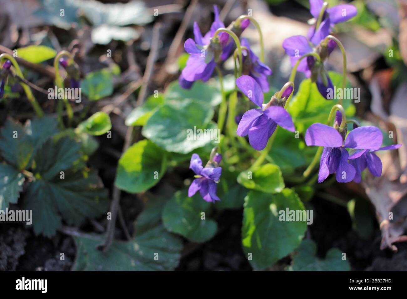 Little purple spring violet flowers (viola reichenbachiana) on forest lawn. Early Dog-violet flowers in the garden. Natural floral background Stock Photo