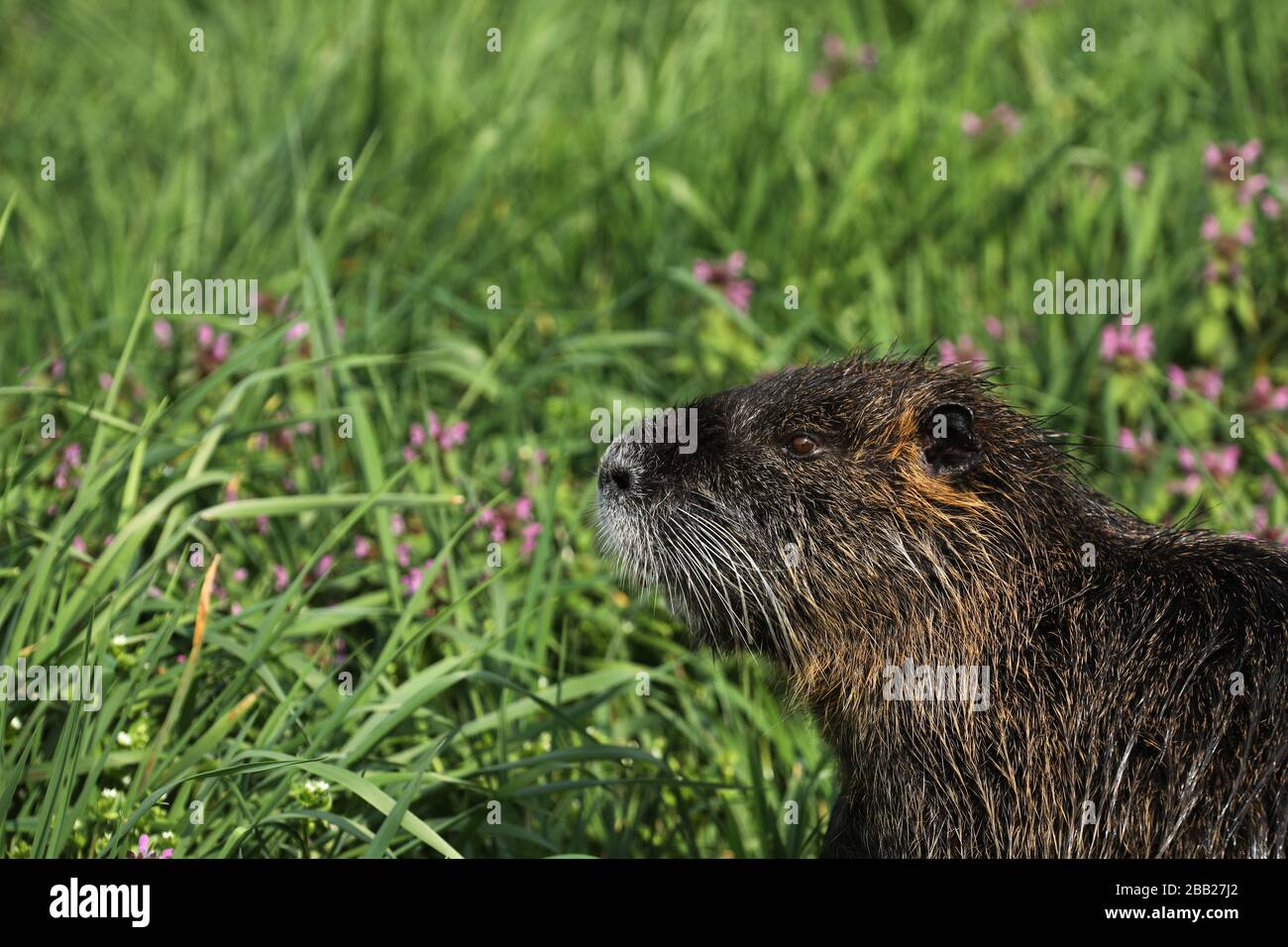Nutria Eating Reeds Nutria rodent swiming and eating in the grass Stock Photo - Alamy