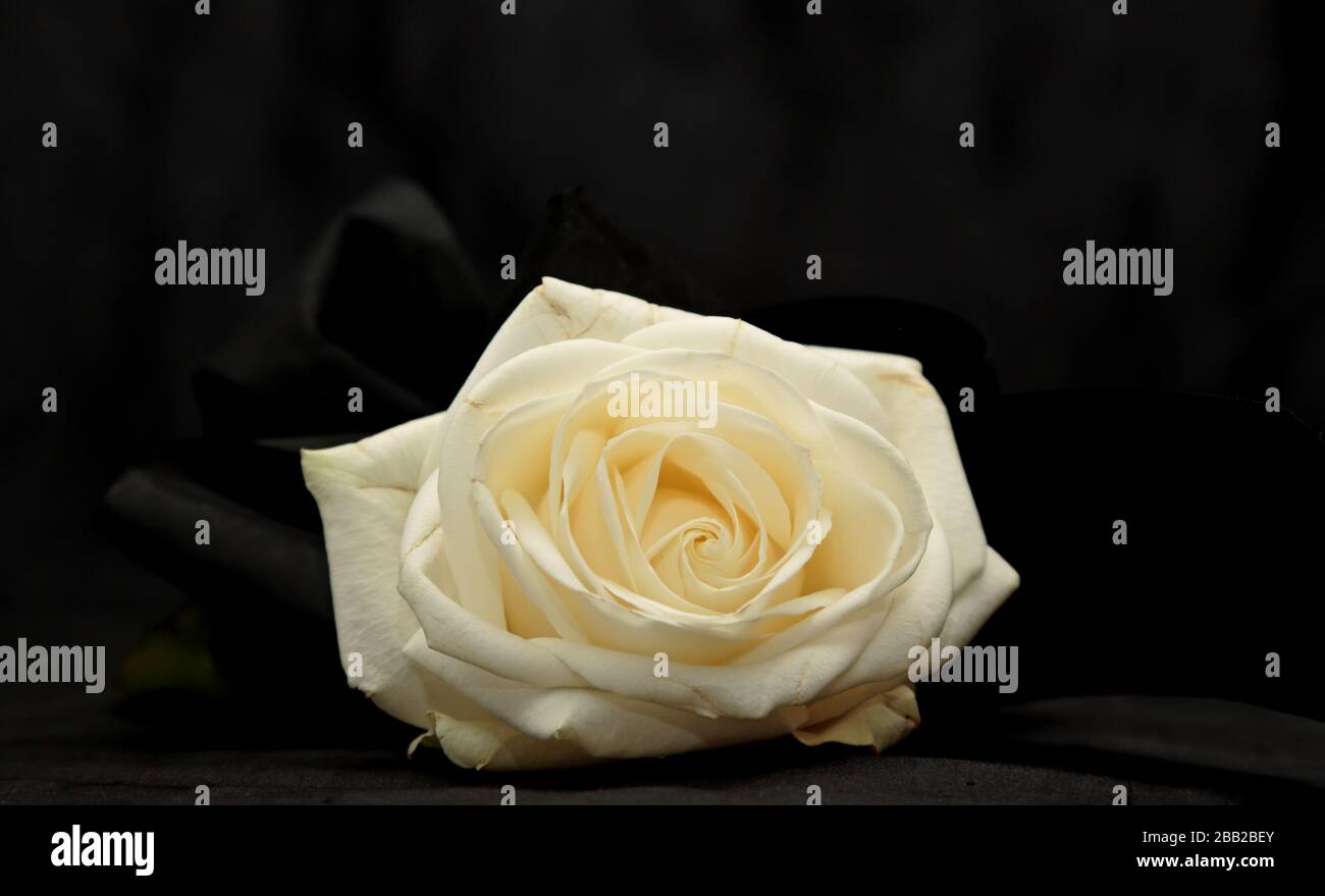 A white rose flower with a black ribbon on black background Stock Photo