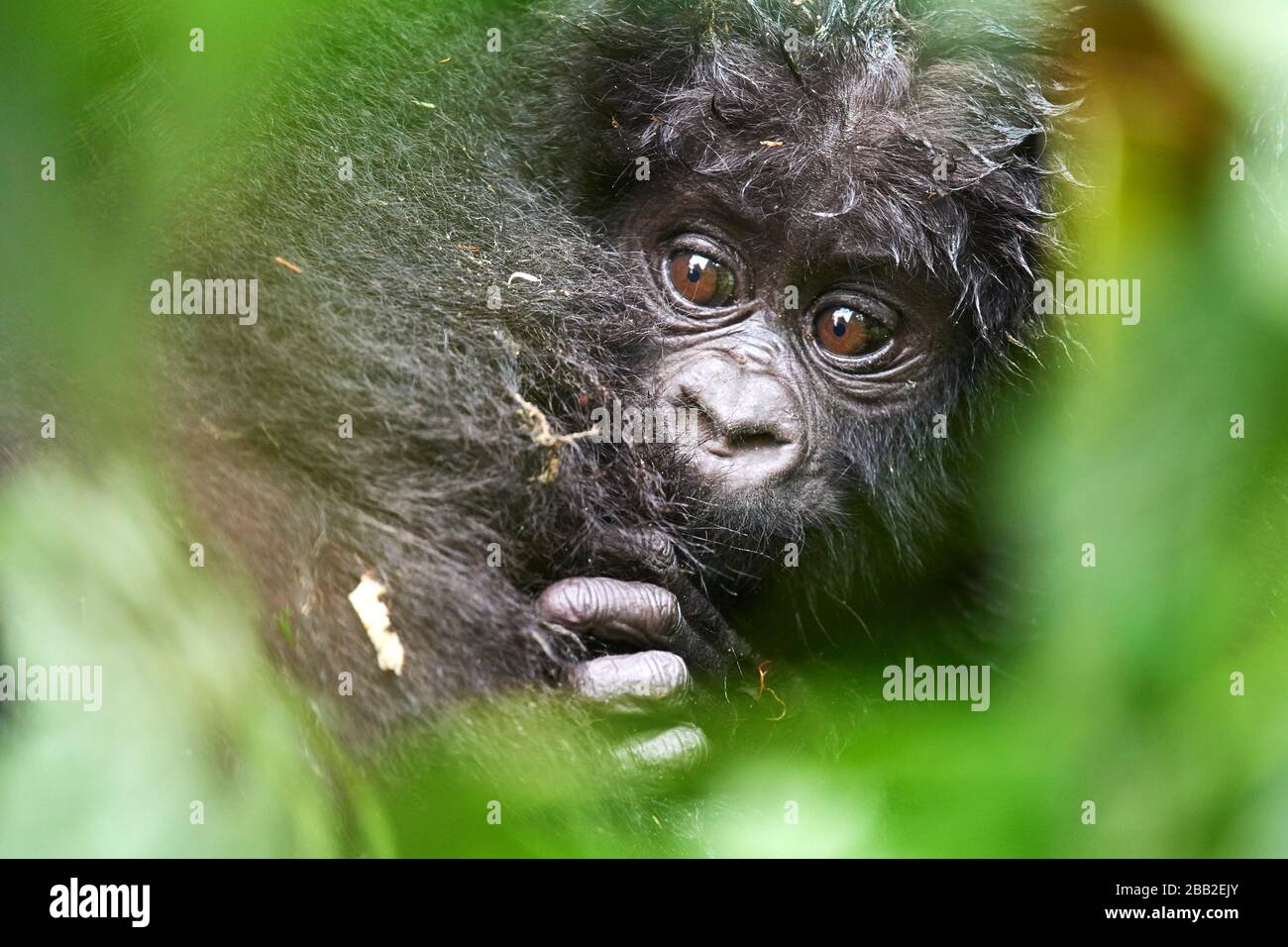 Gorilla Baby High Resolution Stock Photography And Images Alamy