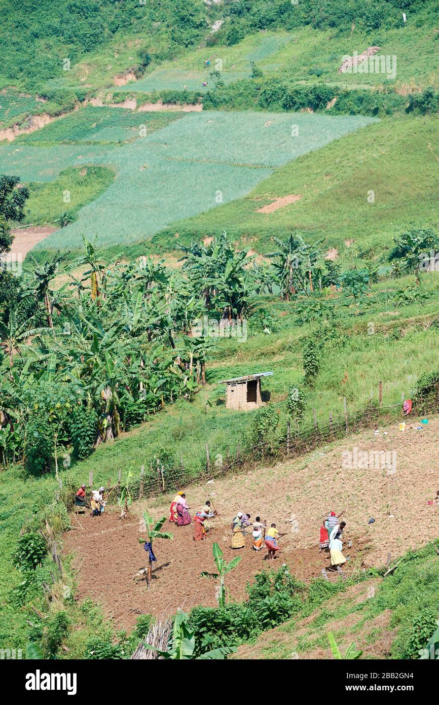 People working in fields. Ruwenzori mountains. Uganda, Africa. Stock Photo