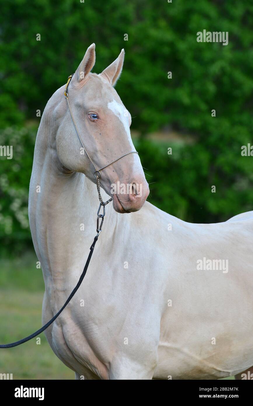 Perlino Akhal Teke stallion with blue eyes in a show halter outside.  Portrait Stock Photo - Alamy