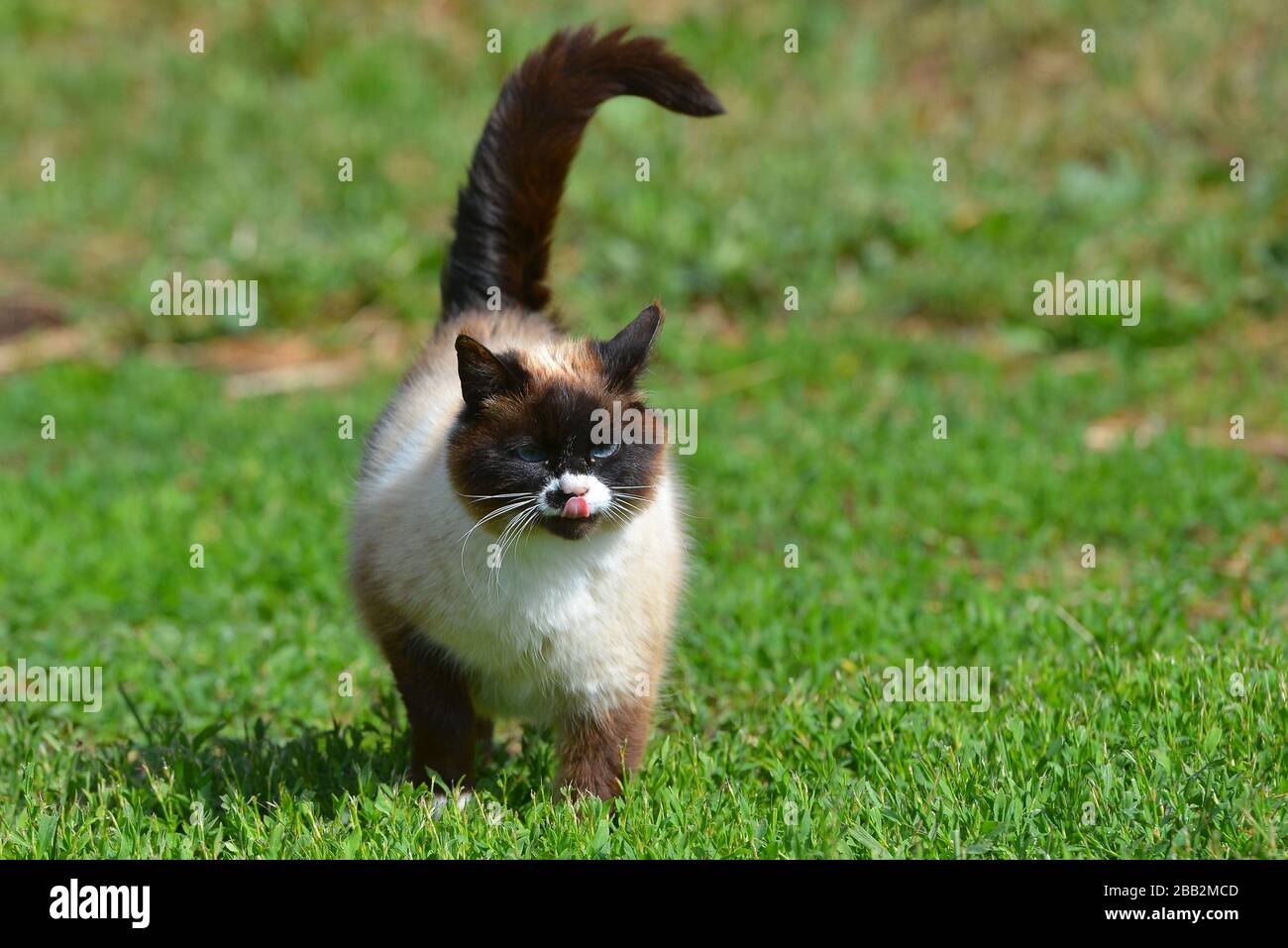 Blue eyed siamese cat walking on the grass outside in summer. Animal ...
