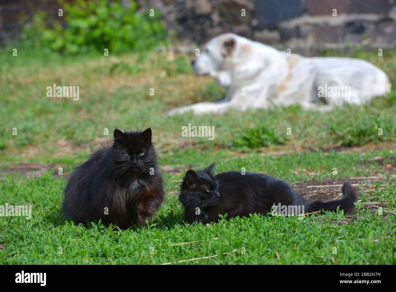 32,327 Two Black Cat Images, Stock Photos, 3D objects, & Vectors