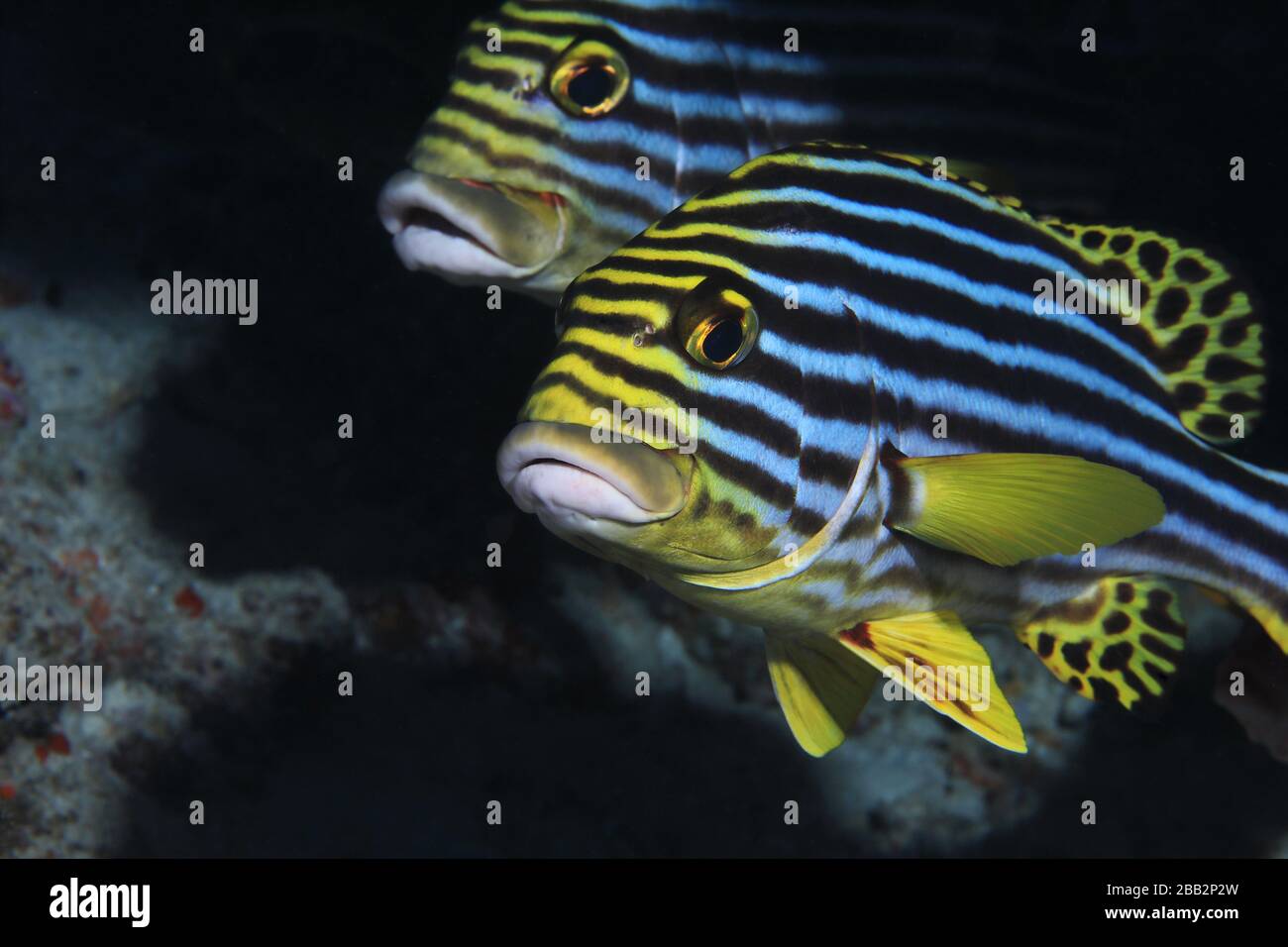 Oriental sweetlips fish (Plectorhinchus orientalis) underwater in the