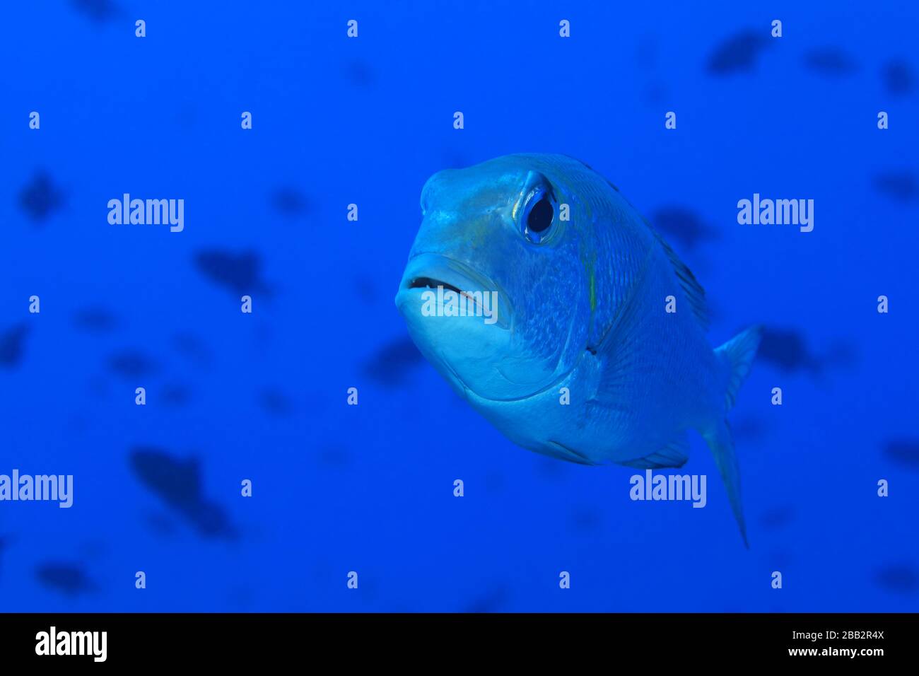 Bigeye emperor fish (Monotaxis grandoculis) underwater in the Indian Ocean Stock Photo
