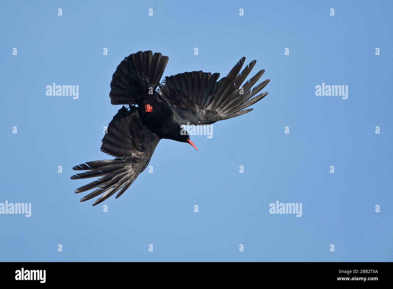 Chough (Pyrrhocorax pyrrhocorax) in flight, Great Saltee, County Wexford, Ireland Stock Photo