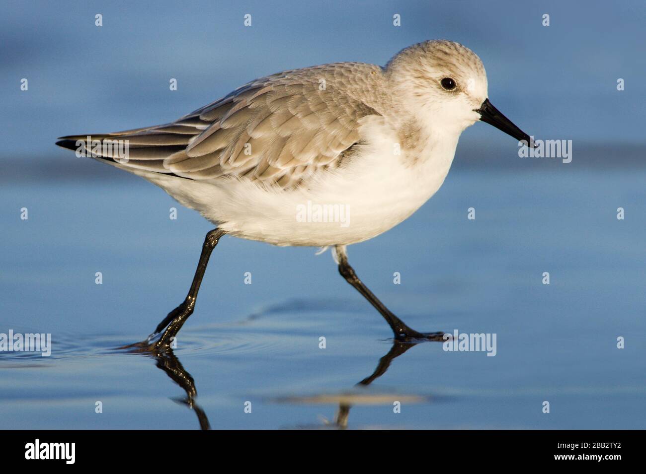 Sanderling in winter plumage hi-res stock photography and images - Alamy