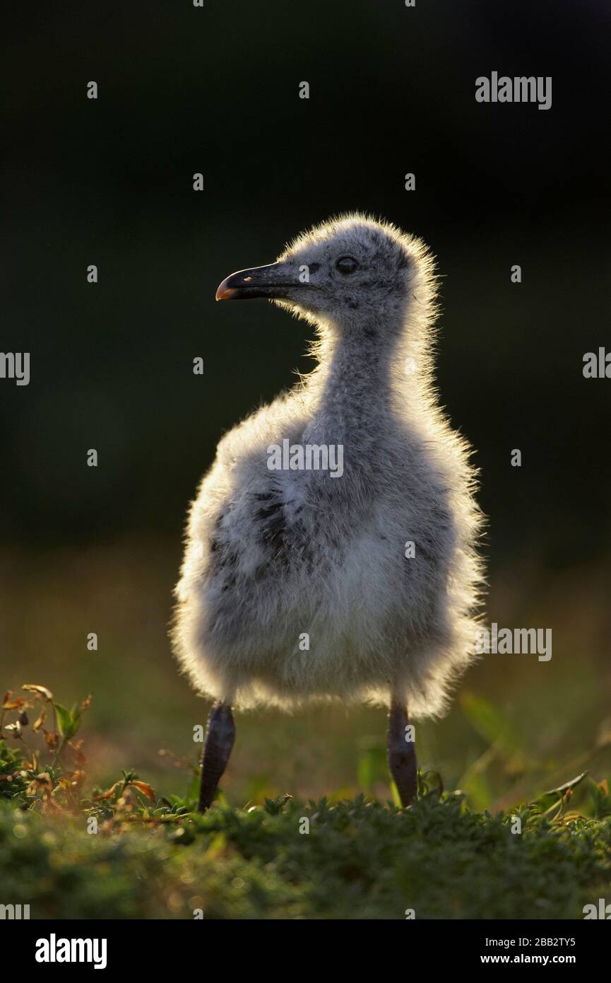 Lesser Black-backed Gull (Larus fuscus) chick, Firth of Forth, Fife, Scotland Stock Photo