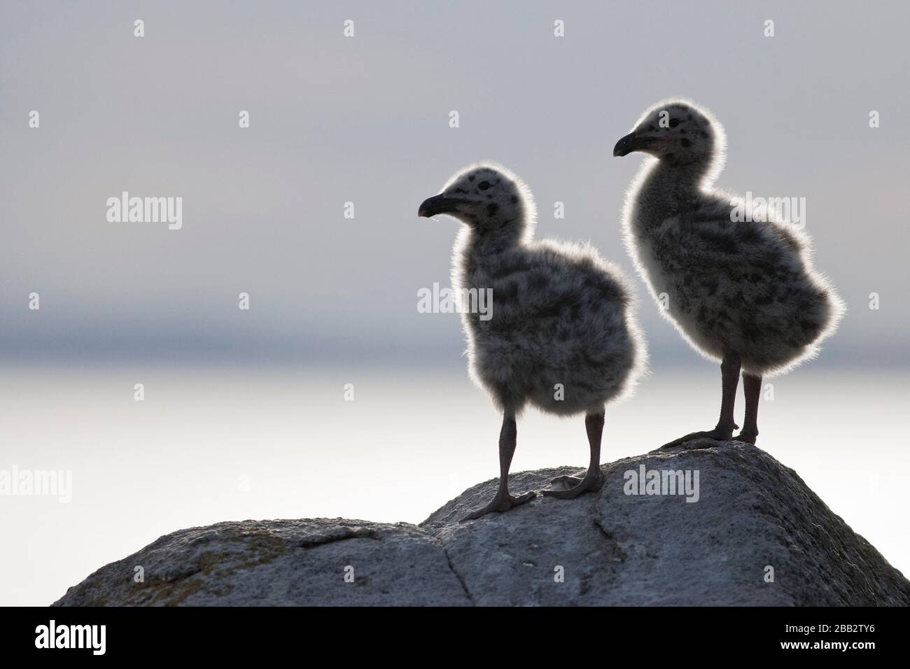 Great black-backed Gull (Larus marinus) chicks, Republic of Ireland Stock Photo