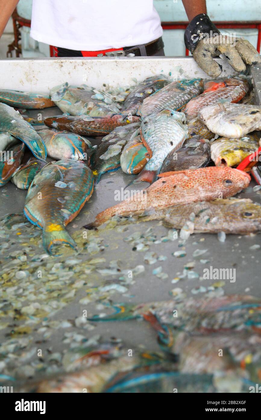 WET MARKETS IN TROPICAL CLIMATE ZONE. FISH MARKET. WET FISH FOR SALE IN MARKET. HYGIENE. FLIES. FOOD HYGIENE. PARROT FISH. COLOURFUL FISH. WET MARKETS AROUND THE WORLD. HUMAN CONSUMPTION. FOOD. WHITE MEAT. Stock Photo
