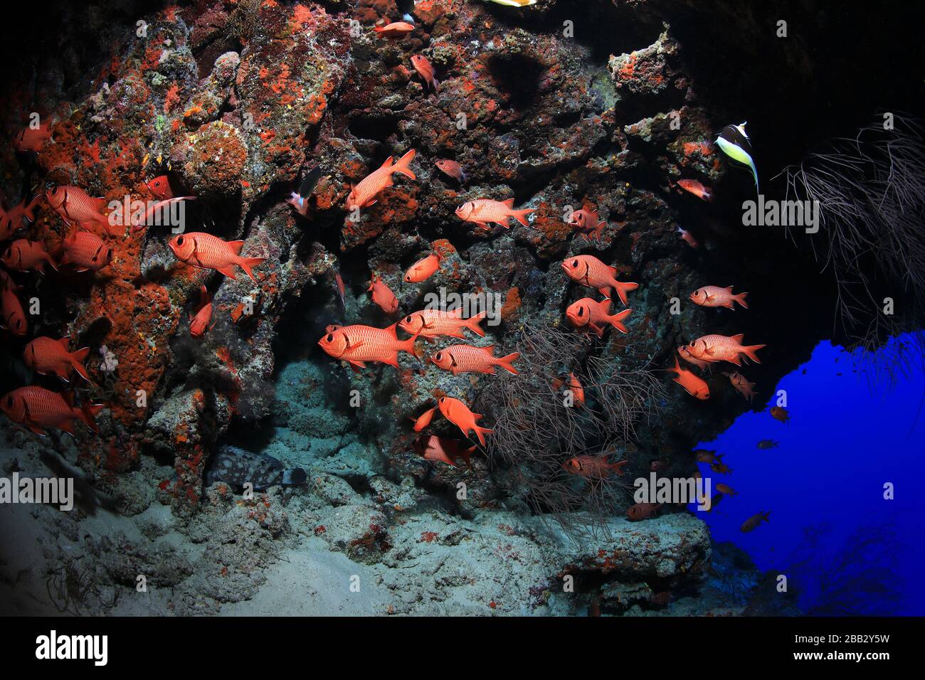 Whiteedged soldierfish (Myripristis murdjan) underwater in the coral reef of the Indian Ocean Stock Photo
