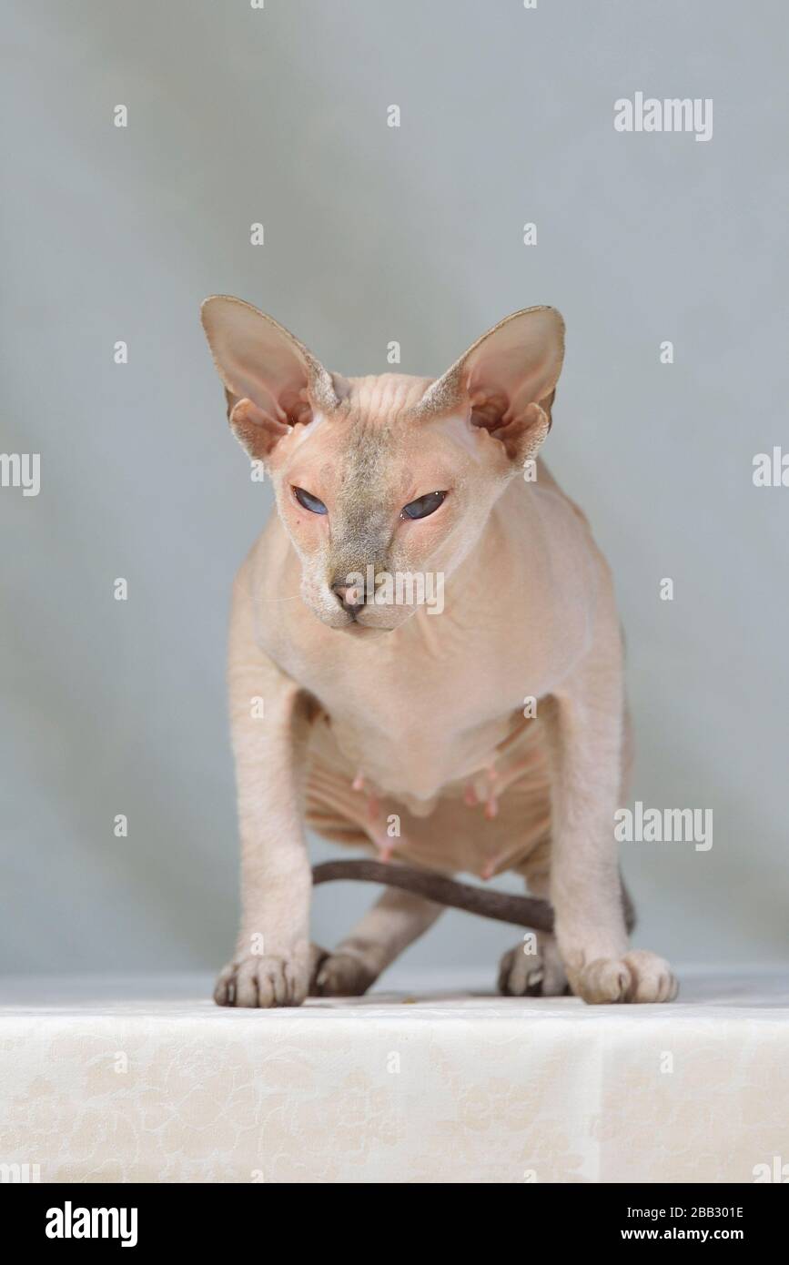 Hairless oriental sale shorthair