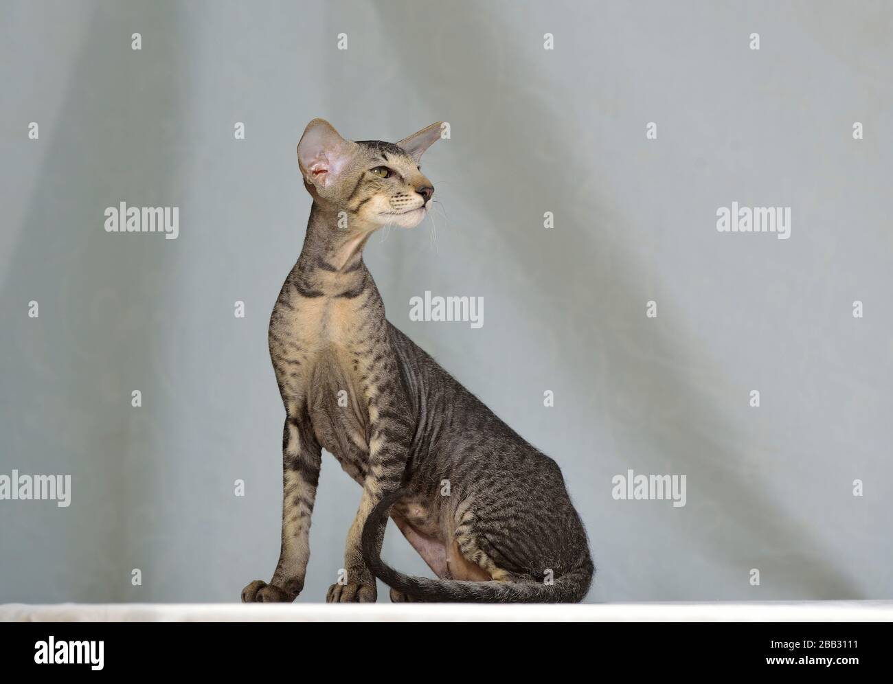 Grey striped oriental cat sitting on a light natural background. Animal portrait. Stock Photo