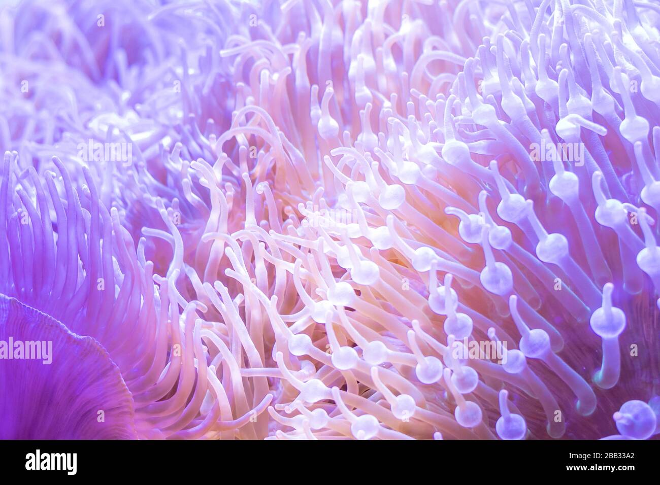 Page 2 Abstract Under Sea Background Glitter High Resolution Stock Photography And Images Alamy