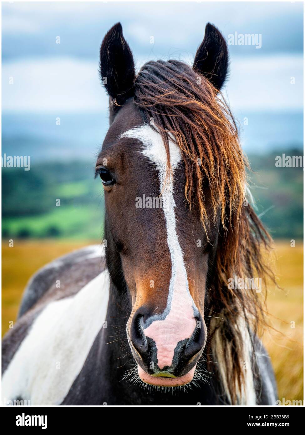 Welsh mountain pony Stock Photo