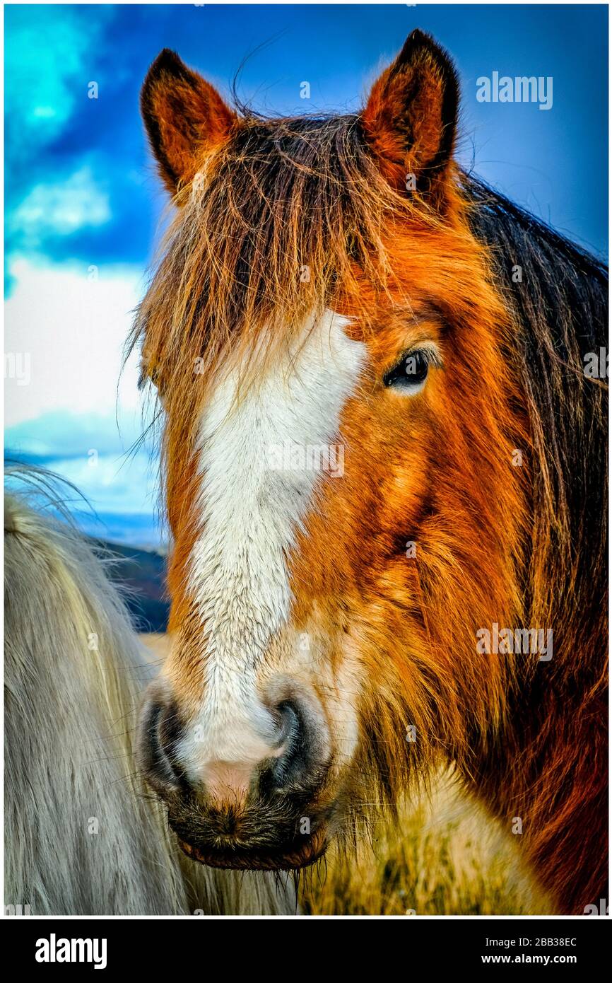 Welsh mountain pony Stock Photo