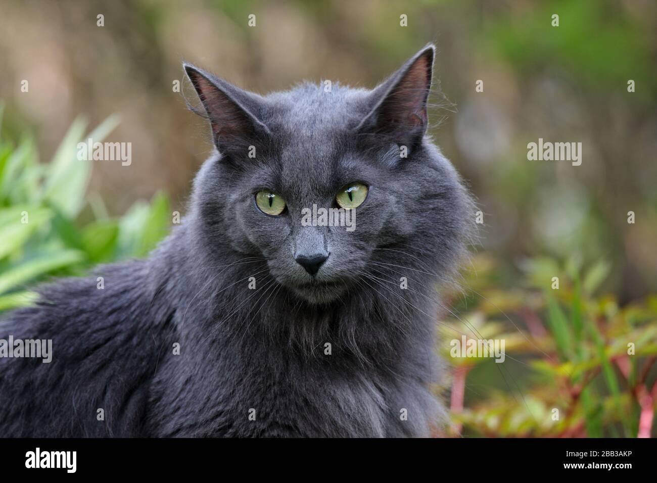 A beautiful young Norwegian forest cat female sitting among plantation in garden Stock Photo