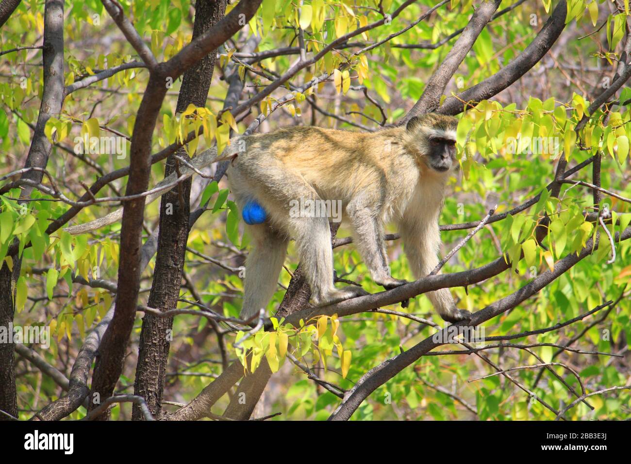 Animals of Africa - Meerkatze mit blauen Hoden Stock Photo