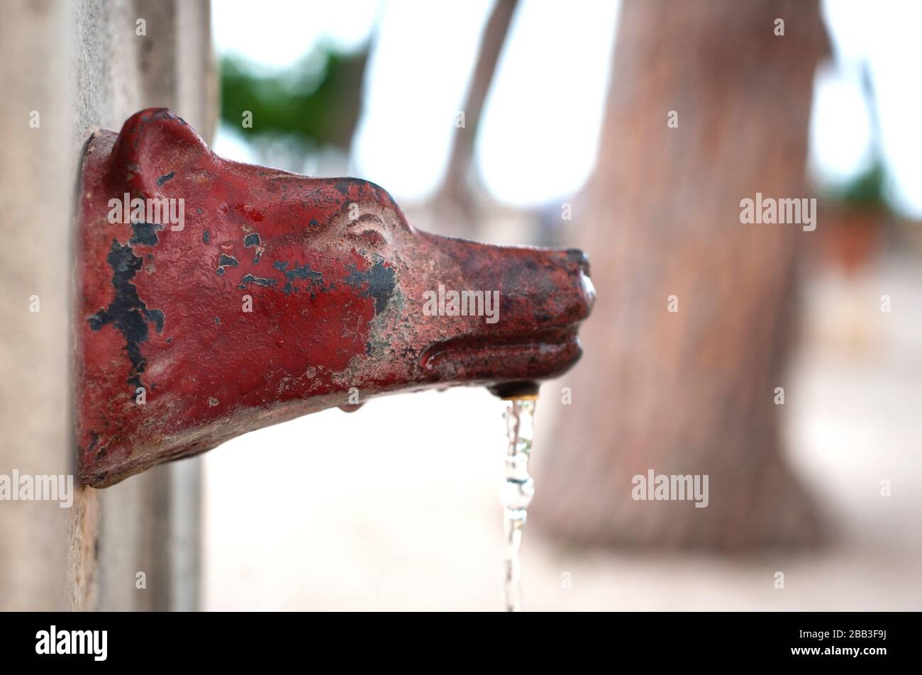 Drinking fountain in the shape of a wolf's head in the garden of the Orange Trees on the Aventine Hill, Rome, Italy Stock Photo