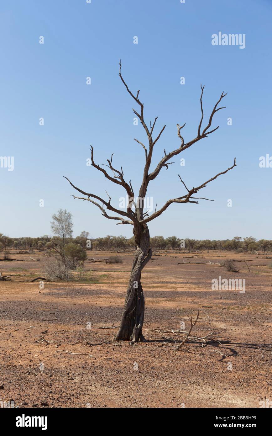 Dead mulga tree in a drought affected landscape Queensland Australia Stock Photo