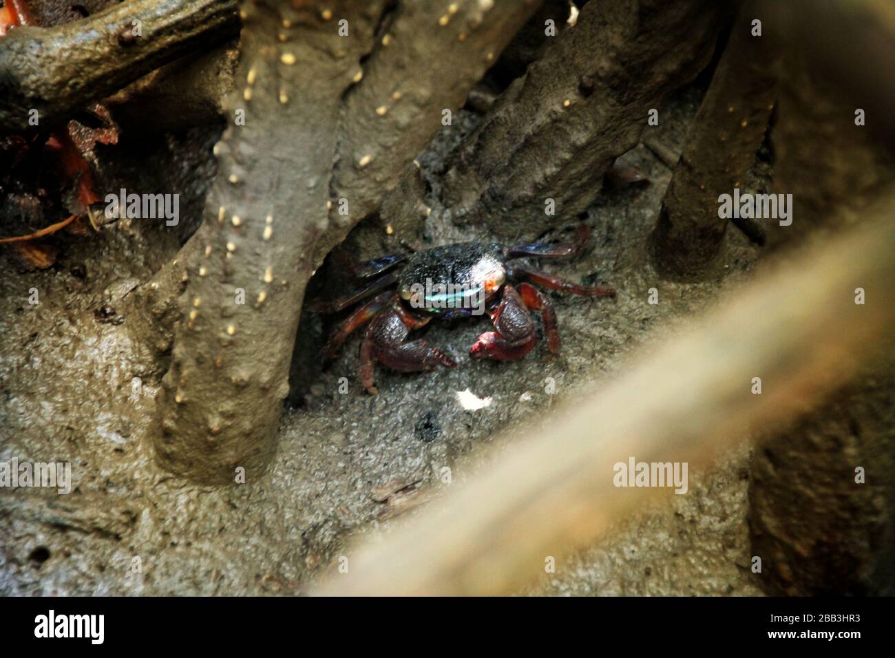 Uca tetragonon, a species of fiddler crab  commonly found in mangrove areas Stock Photo