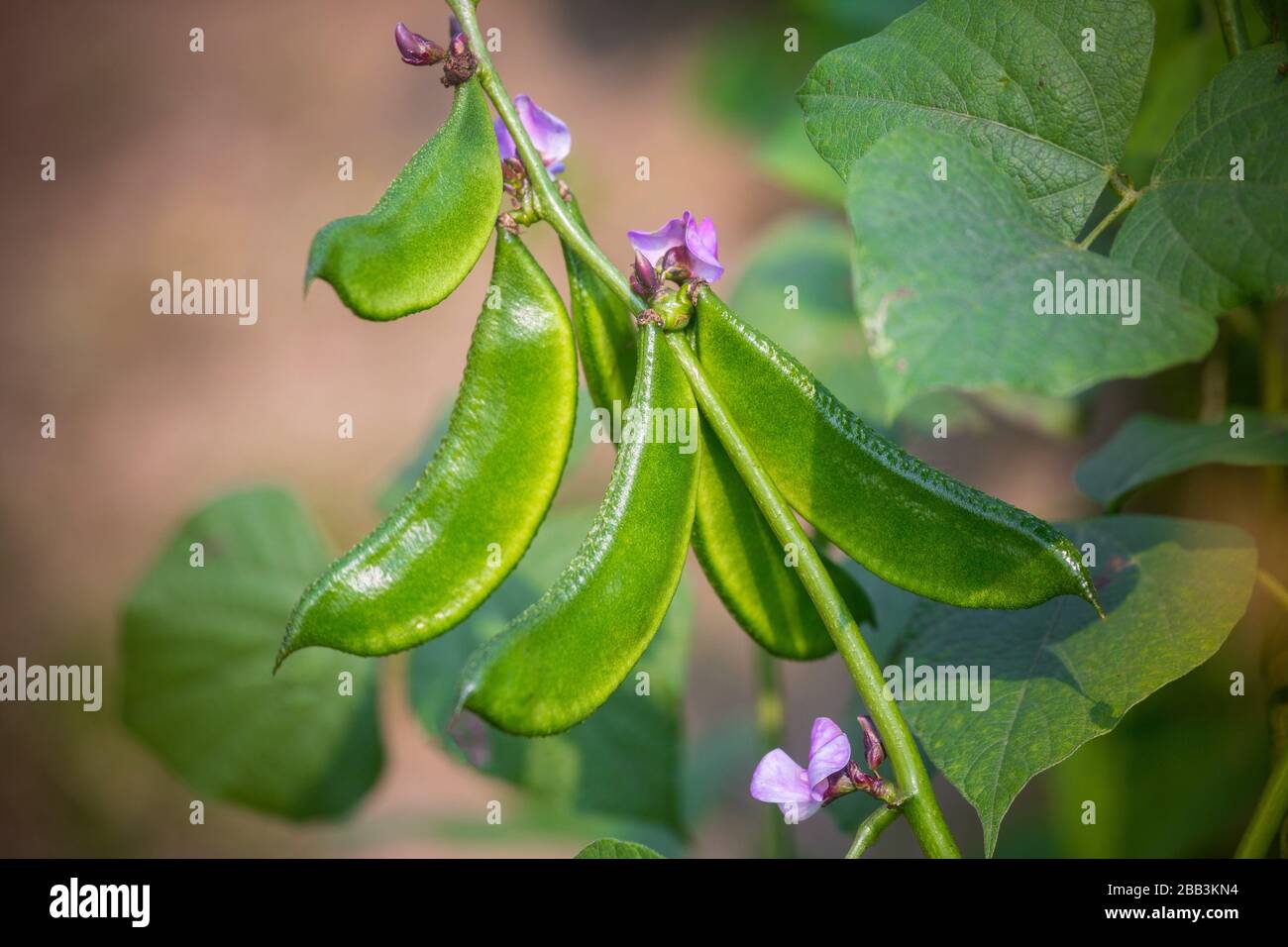 Hyacinth bean is commonly known as seim in Bangladesh. Stock Photo