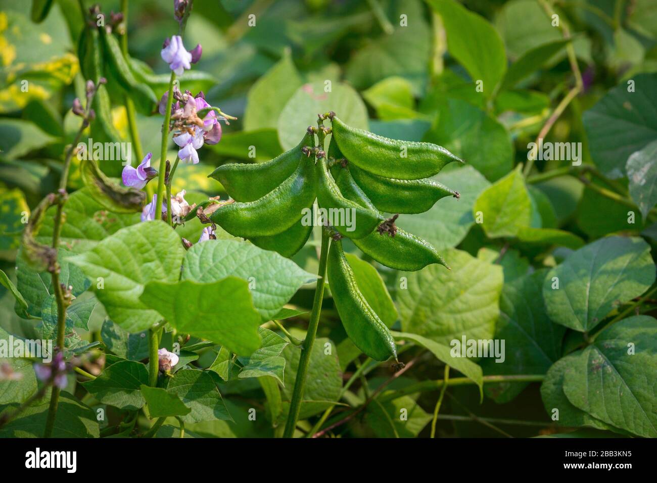 Hyacinth bean is commonly known as seim in Bangladesh. Stock Photo