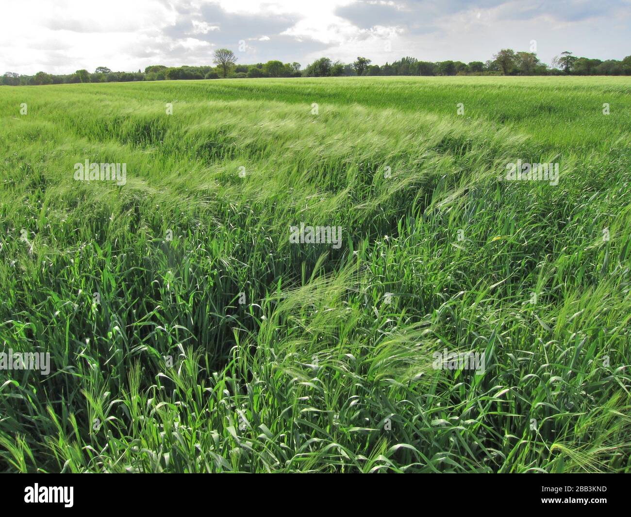 French rye hi-res stock photography and images - Alamy