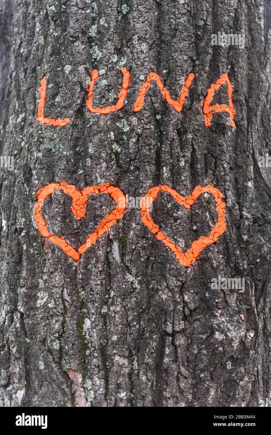 Inschrift LUNA auf einem Baum Stock Photo